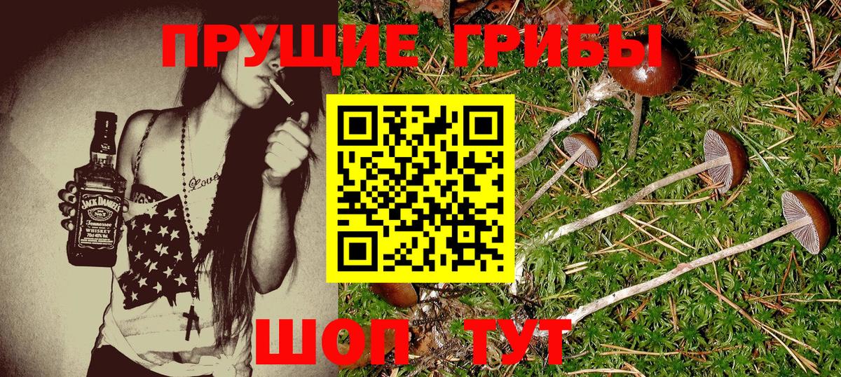 Галлюциногенные грибы Cubensis  Вход с VPN  Реутов  закладка  Галлюциногенные грибы Cubensis 
